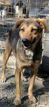 JACKY, Hund, Mischlingshund in Rumänien - Bild 6