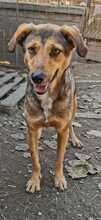 JACKY, Hund, Mischlingshund in Rumänien - Bild 7