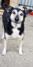 NELLY, Hund, Mischlingshund in Rumänien - Bild 4