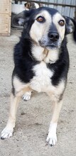 NELLY, Hund, Mischlingshund in Rumänien - Bild 5