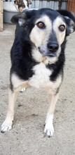 NELLY, Hund, Mischlingshund in Rumänien - Bild 7