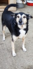 NELLY, Hund, Mischlingshund in Rumänien - Bild 8