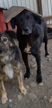 HUNTER, Hund, Mischlingshund in Rumänien - Bild 5