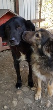 HUNTER, Hund, Mischlingshund in Rumänien - Bild 6