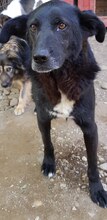 HUNTER, Hund, Mischlingshund in Rumänien - Bild 7