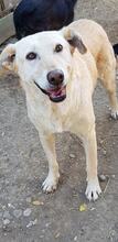 LAILA, Hund, Mischlingshund in Rumänien - Bild 2