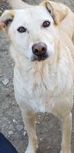 LAILA, Hund, Mischlingshund in Rumänien - Bild 3