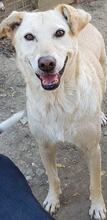 LAILA, Hund, Mischlingshund in Rumänien - Bild 4