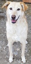 LAILA, Hund, Mischlingshund in Rumänien - Bild 6