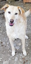 LAILA, Hund, Mischlingshund in Rumänien - Bild 7