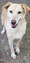 LAILA, Hund, Mischlingshund in Rumänien - Bild 8