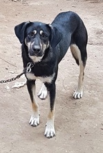 RITA, Hund, Mischlingshund in Bulgarien - Bild 1