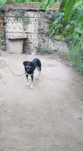 RITA, Hund, Mischlingshund in Blaibach - Bild 2