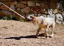 FRECKLES, Hund, Mischlingshund in Griechenland - Bild 4
