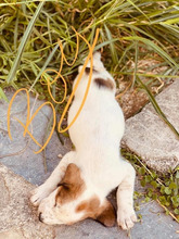 FRECKLES, Hund, Mischlingshund in Griechenland - Bild 7
