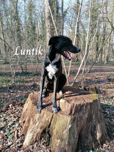 LUNTIK, Hund, Mischlingshund in Neuhofen - Bild 1
