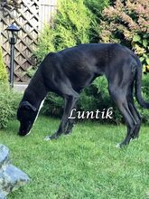 LUNTIK, Hund, Mischlingshund in Neuhofen - Bild 14