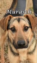 MURASCH, Hund, Mischlingshund in Russische Föderation - Bild 2