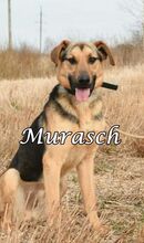 MURASCH, Hund, Mischlingshund in Russische Föderation - Bild 3