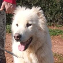 NAKUMA, Hund, Herdenschutzhund in Griechenland - Bild 1