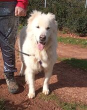 NAKUMA, Hund, Herdenschutzhund in Griechenland - Bild 10