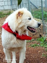 NAKUMA, Hund, Herdenschutzhund in Griechenland - Bild 12