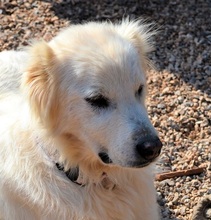 NAKUMA, Hund, Herdenschutzhund in Griechenland - Bild 19