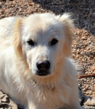 NAKUMA, Hund, Herdenschutzhund in Griechenland - Bild 20