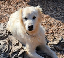 NAKUMA, Hund, Herdenschutzhund in Griechenland - Bild 21