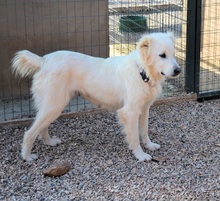 NAKUMA, Hund, Herdenschutzhund in Griechenland - Bild 23