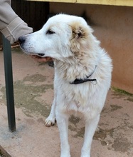 NAKUMA, Hund, Herdenschutzhund in Griechenland - Bild 25