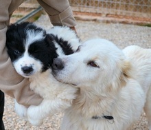 NAKUMA, Hund, Herdenschutzhund in Griechenland - Bild 27