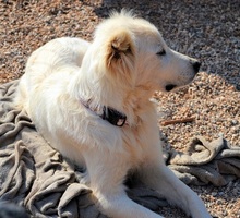 NAKUMA, Hund, Herdenschutzhund in Griechenland - Bild 28