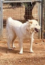 NAKUMA, Hund, Herdenschutzhund in Griechenland - Bild 37