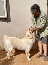 NAKUMA, Hund, Herdenschutzhund in Griechenland - Bild 4