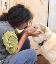 NAKUMA, Hund, Herdenschutzhund in Griechenland - Bild 8