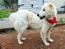 NAKUMA, Hund, Mischlingshund in Griechenland - Bild 11