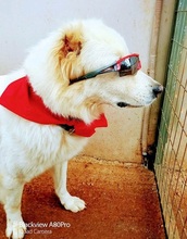 NAKUMA, Hund, Mischlingshund in Griechenland - Bild 13