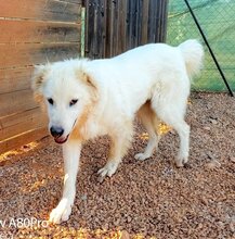 NAKUMA, Hund, Mischlingshund in Griechenland - Bild 21