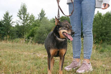 FERIKE, Hund, Mischlingshund in Ungarn - Bild 11