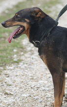 FERIKE, Hund, Mischlingshund in Ungarn - Bild 4
