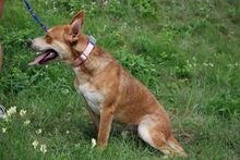 MATYI, Hund, Mischlingshund in Ungarn - Bild 10