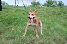 MATYI, Hund, Mischlingshund in Ungarn - Bild 11