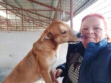 MATYI, Hund, Mischlingshund in Ungarn - Bild 16