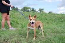 MATYI, Hund, Mischlingshund in Ungarn - Bild 3