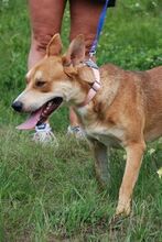 MATYI, Hund, Mischlingshund in Ungarn - Bild 4