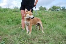 MATYI, Hund, Mischlingshund in Ungarn - Bild 7