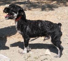 HERR SPUTNIK, Hund, Mischlingshund in Zypern - Bild 4