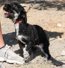 HERR SPUTNIK, Hund, Mischlingshund in Zypern - Bild 6