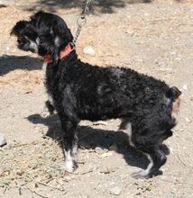 HERR SPUTNIK, Hund, Mischlingshund in Zypern - Bild 7